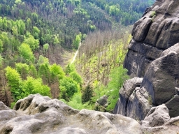 Březová sukcese